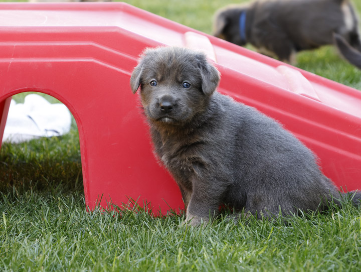 chinook dog